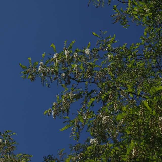 Fotos Flor. Previsões do tempo com lindas fotos de Vasek325 em Praha 12