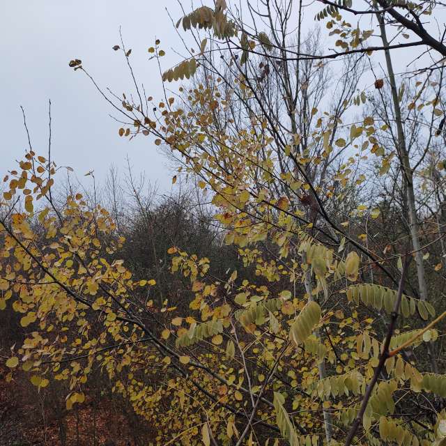 Previsões do tempo com lindas fotos de drollted