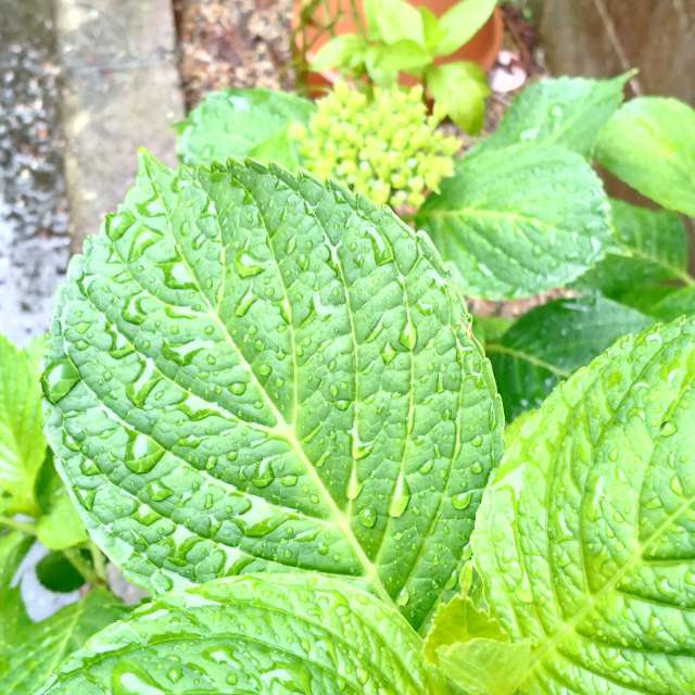 Fotos Fruta. Previsões do tempo com lindas fotos de あさのジジ em Okayama