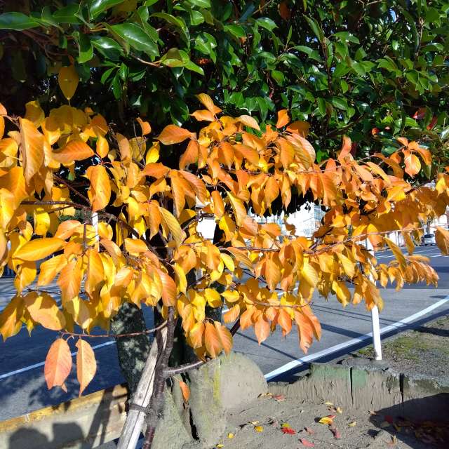 Fotos Banana. Previsões do tempo com lindas fotos de あさのジジ em Okayama