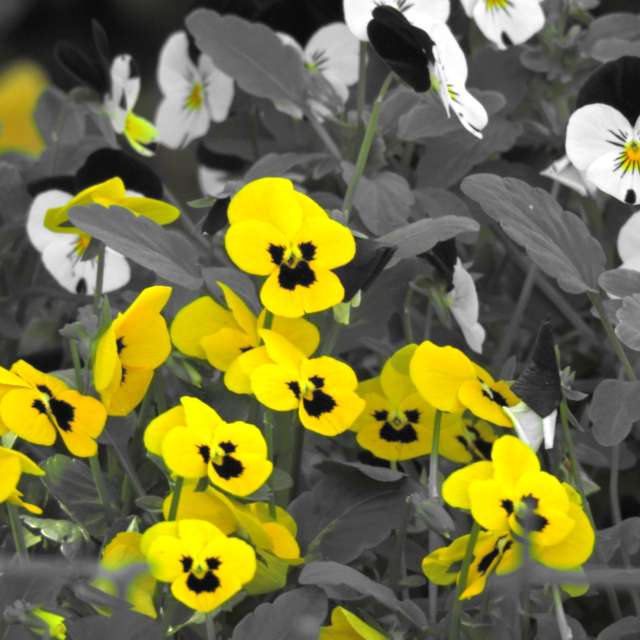 天气预报，带Step_Gently精美的照片