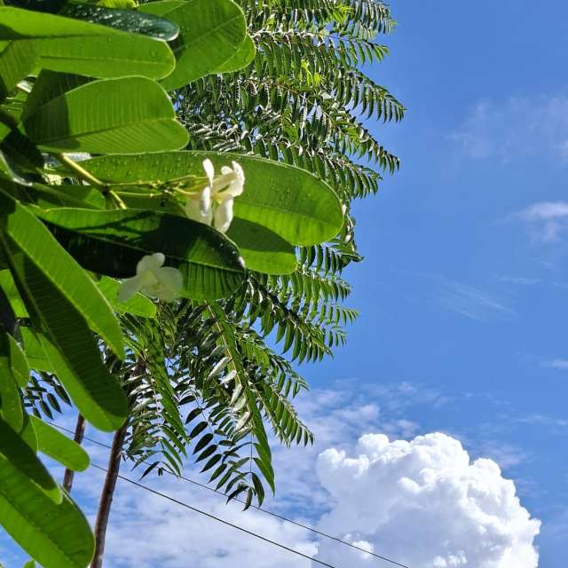 Green. Weather forecasts with beautiful photos by Yvonne Huang Photos in World