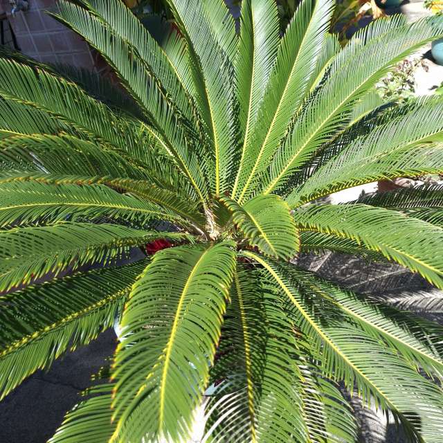 Palm. Weather forecasts with beautiful photos by Wen-ya Huang Photos in Kaohsiung City