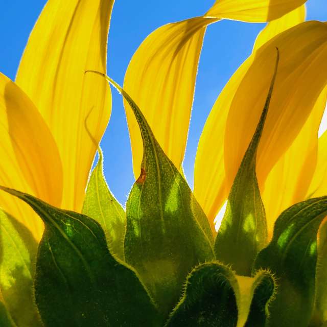 Sunflower. Weather forecasts with beautiful photos by hejpetrpepa Photos in Plzeň Region