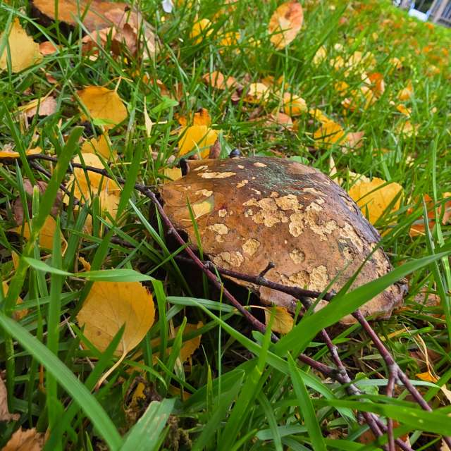 Fotos Fungos. Previsões do tempo com lindas fotos de Seni em Velbert
