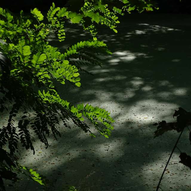 Fotos Plantar. Previsões do tempo com lindas fotos de Vasek325 em Praha 4