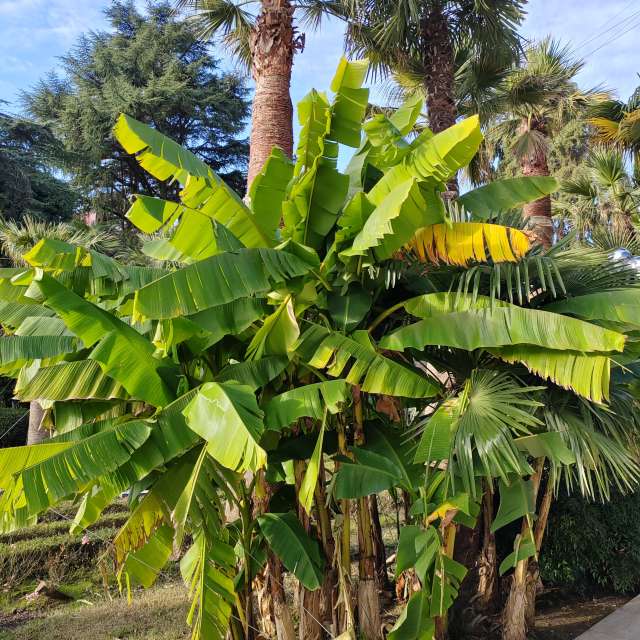 Fotos del Palmera. Pronósticos del tiempo con hermosas fotos de Albert_Smelovtsev en Sochi