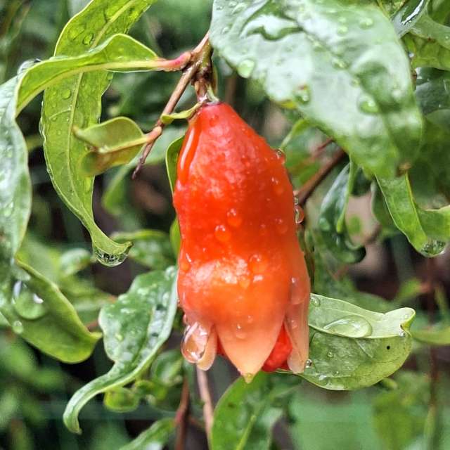 Orange. Weather forecasts with beautiful photos by Wen-ya Huang Photos in Kaohsiung City