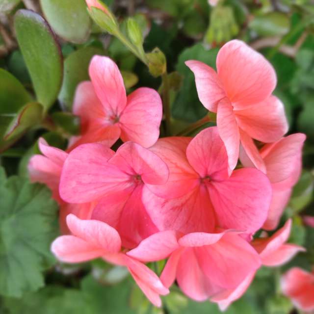 Fotos Muitos. Previsões do tempo com lindas fotos de あさのジジ em Okayama