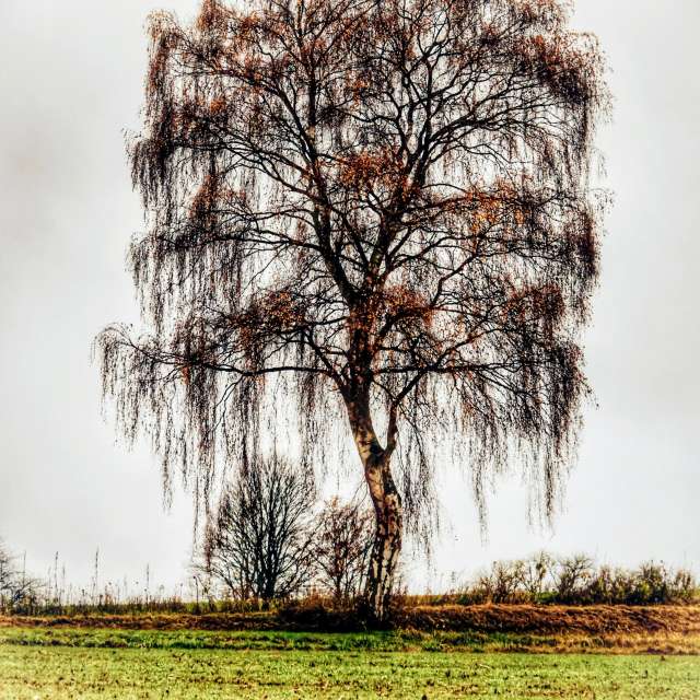 Lotti5507の美しい写真による天気予報