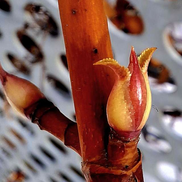 Dự báo thời tiết với những bức ảnh đẹp của Steffi316