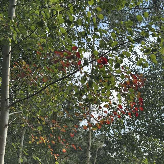 天气预报，带man-of-the-sea-and-land精美的照片