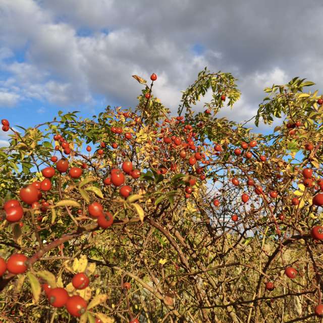 duck102の美しい写真による天気予報