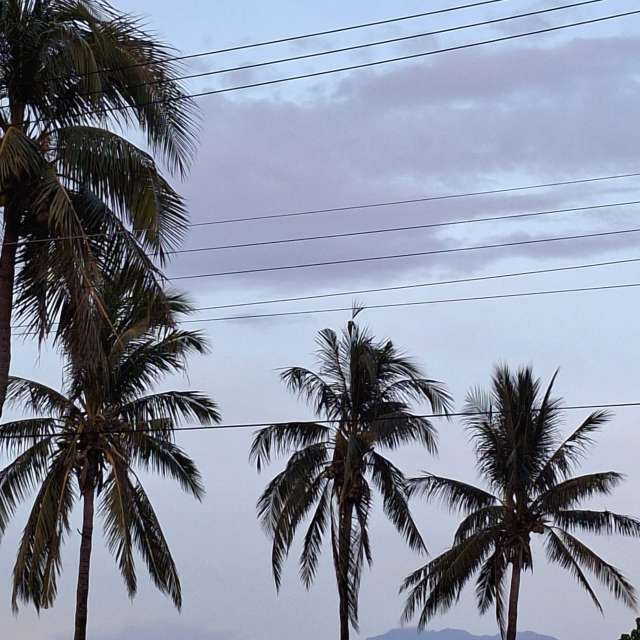 Dog. Weather forecasts with beautiful photos by Wen-ya Huang Photos in Kaohsiung City