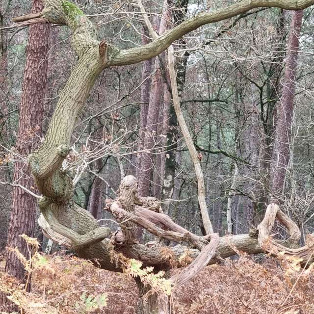 Greetの美しい写真による天気予報