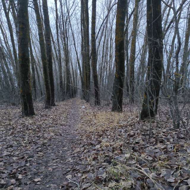 Sheep. Weather forecasts with beautiful photos by Вильдим Photos in World