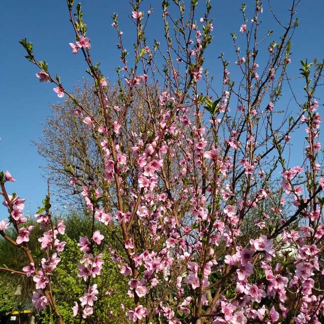 Previsões do tempo com lindas fotos de Clairette