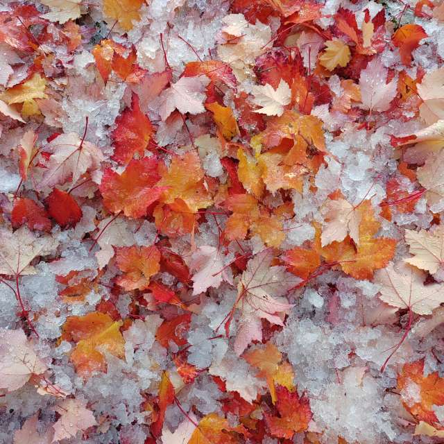 Fotos del Alimento. Pronósticos del tiempo con hermosas fotos de Albert_Smelovtsev en Roza Khutor