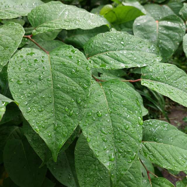 Rain. Weather forecasts with beautiful photos by Iryna Photos in Kharkiv