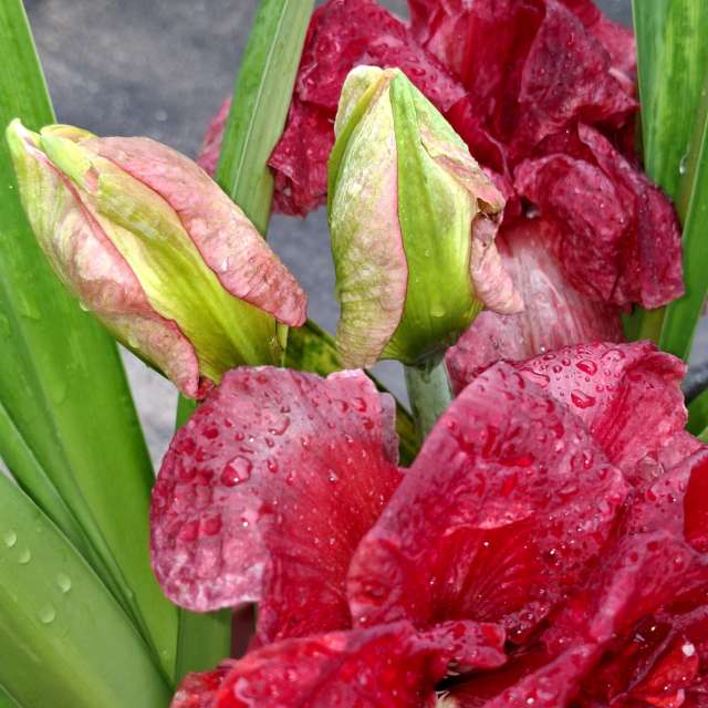 Bowl. Weather forecasts with beautiful photos by Wen-ya Huang Photos in Kaohsiung City