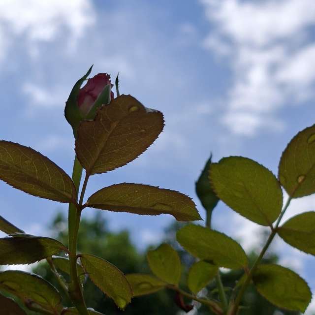 Green. Weather forecasts with beautiful photos by Yvonne Huang Photos in World