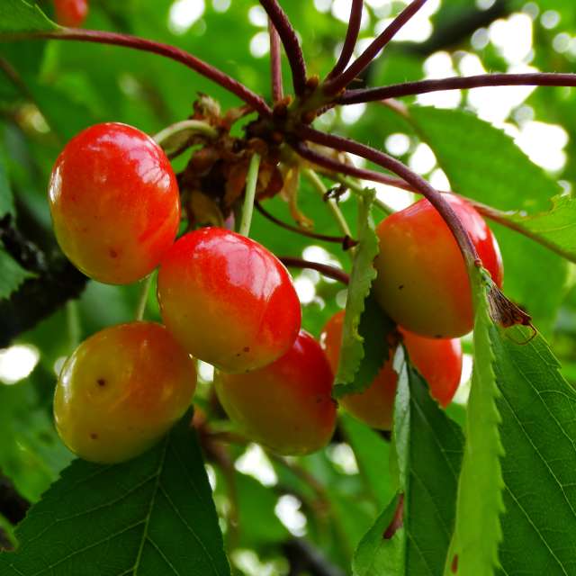 GREENE. Weather forecasts with beautiful photos by Михаил Гавриков Photos in Kharkiv