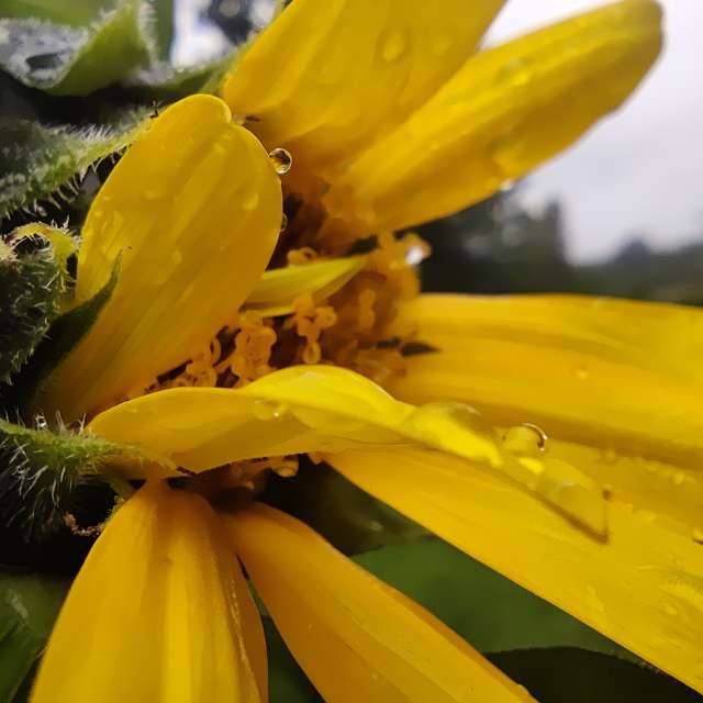 Fotos Flor. Previsões do tempo com lindas fotos de Zorrra em Kladow