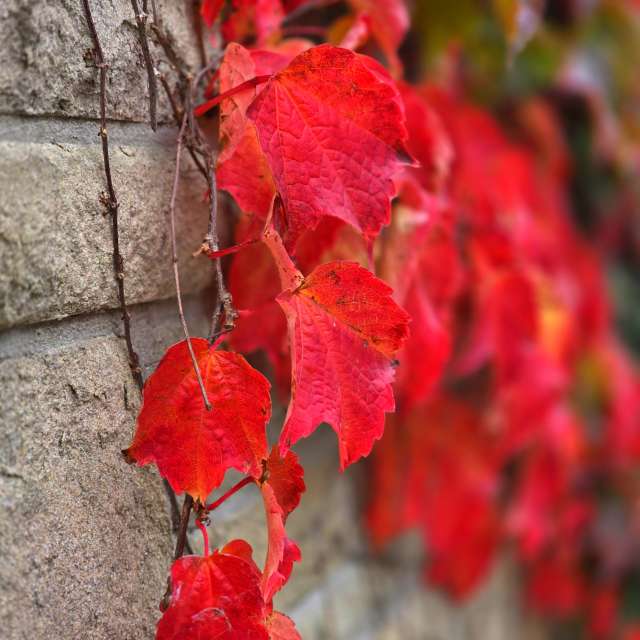 Photos Brique. Prévisions météo avec de superbes photos de Seni de Velbert