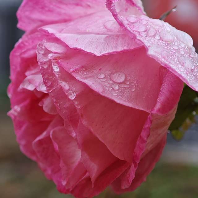 Pronósticos del tiempo con hermosas fotos de Fabri