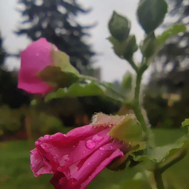 Previsões do tempo com lindas fotos de Zorrra