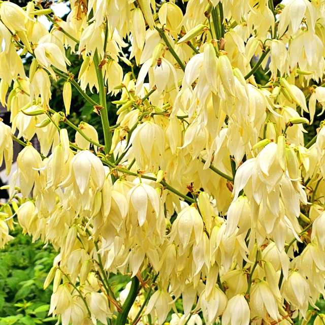 Herd. Weather forecasts with beautiful photos by Seni Photos in Velbert