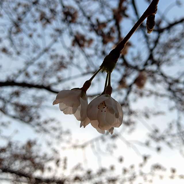 Fotos del Calle. Pronósticos del tiempo con hermosas fotos de kon__miyuki en Nada Ward