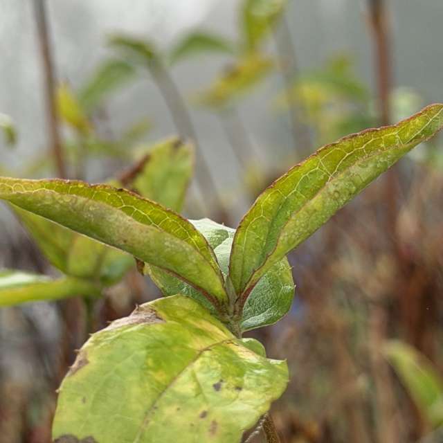 GREENE. Weather forecasts with beautiful photos by Cocolino Photos in World