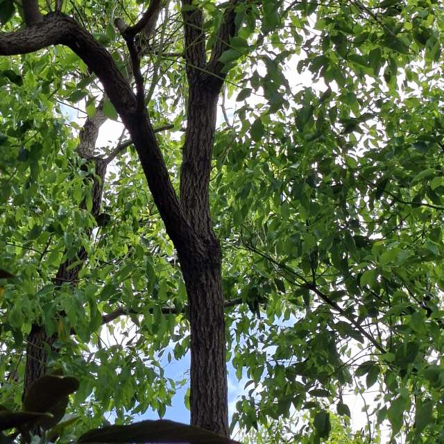 Fotos Girafa. Previsões do tempo com lindas fotos de Wen-ya Huang em Kaohsiung City