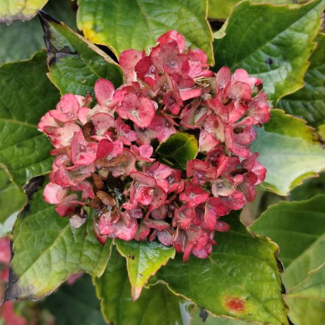 IvanaBの美しい写真による天気予報