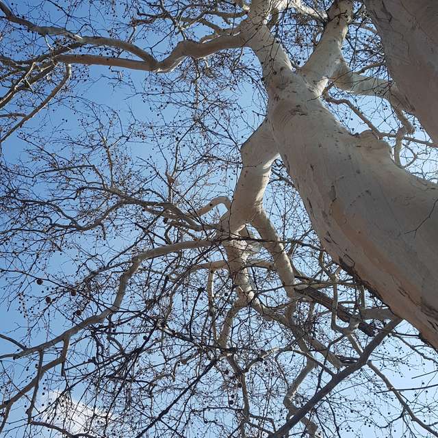 Fotos del Bosque. Pronósticos del tiempo con hermosas fotos de Bogdan_Parlici en Bucharest