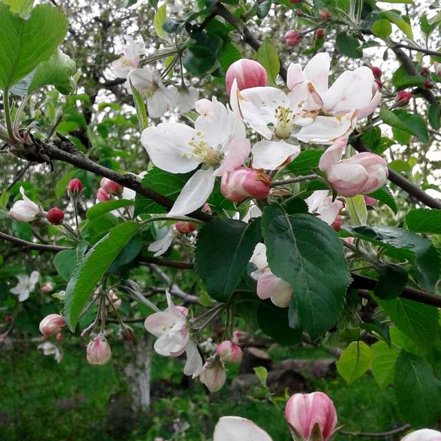 Apple tree. Weather forecasts with beautiful photos by urashm Photos in Khmelnytskyi