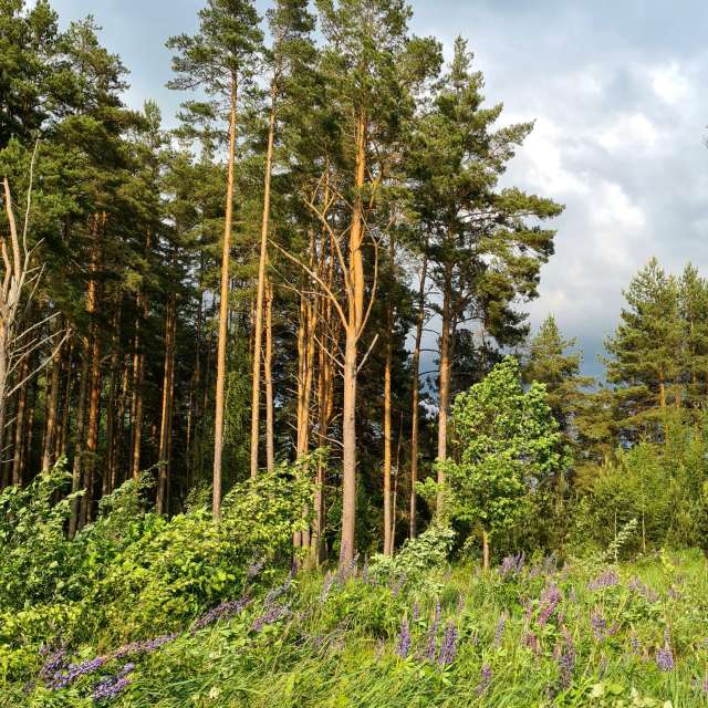 天气预报，带HelenR精美的照片