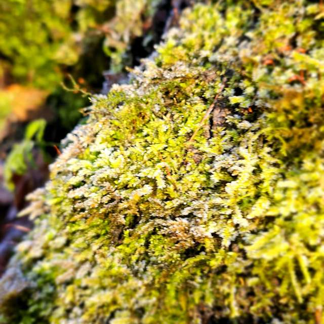 Fotos Fungos. Previsões do tempo com lindas fotos de Seni em Velbert