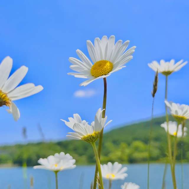 Weather forecasts with beautiful photos by Kasumisou