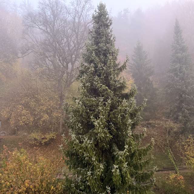Photos Arbre. Prévisions météo avec de superbes photos de SwissEloi de Delémont