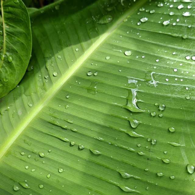 Palm. Weather forecasts with beautiful photos by Wen-ya Huang Photos in Kaohsiung City