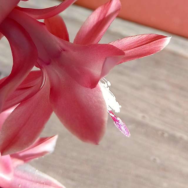 Teriの美しい写真による天気予報