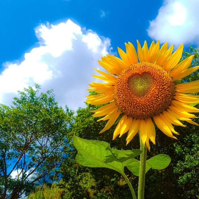 Sunnyyの美しい写真による天気予報