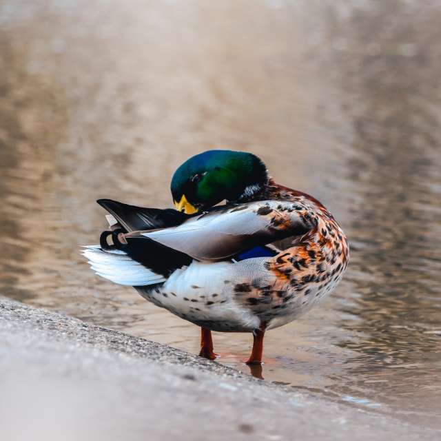 Brown. Weather forecasts with beautiful photos by Lina_Aachen Photos in World