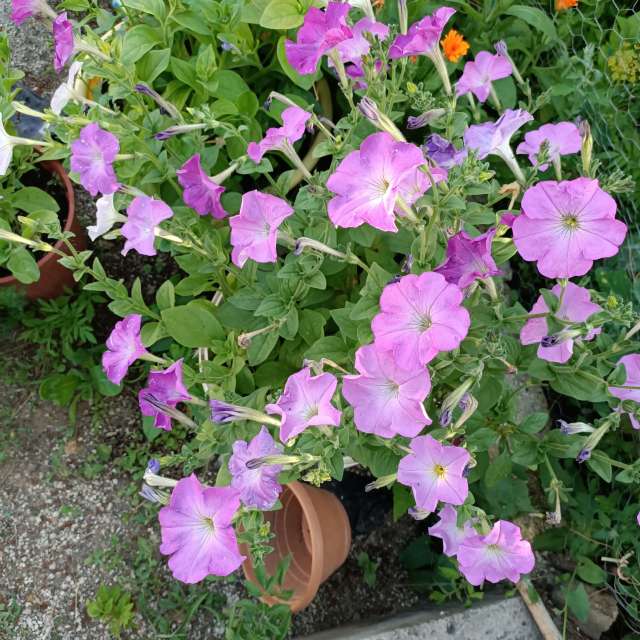 Dự báo thời tiết với những bức ảnh đẹp của Derebey