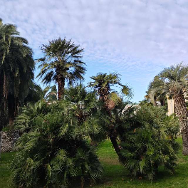 Fotos del Palmera. Pronósticos del tiempo con hermosas fotos de Albert_Smelovtsev en Sochi