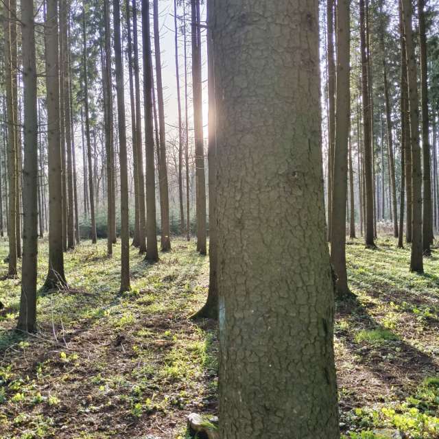 天气预报，带Aleksei精美的照片