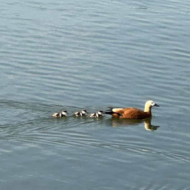 Animal. Weather forecasts with beautiful photos by Ritha Photos in Izmaylovo