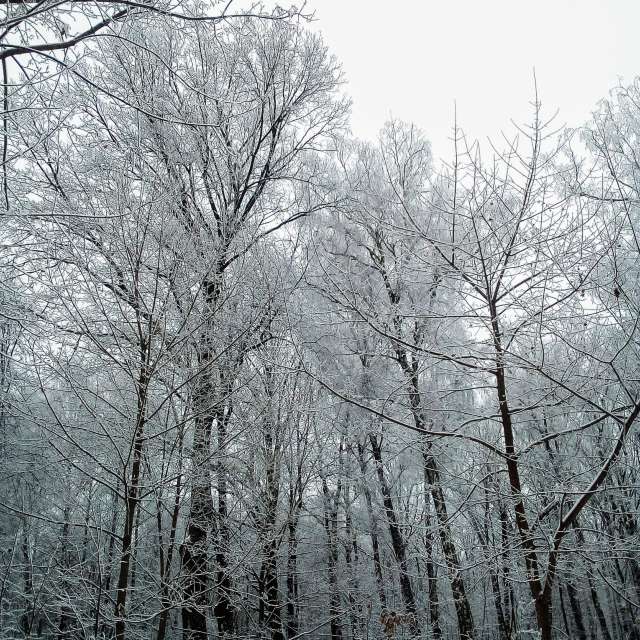 Skiing. Weather forecasts with beautiful photos by Shukhrat Photos in Tula